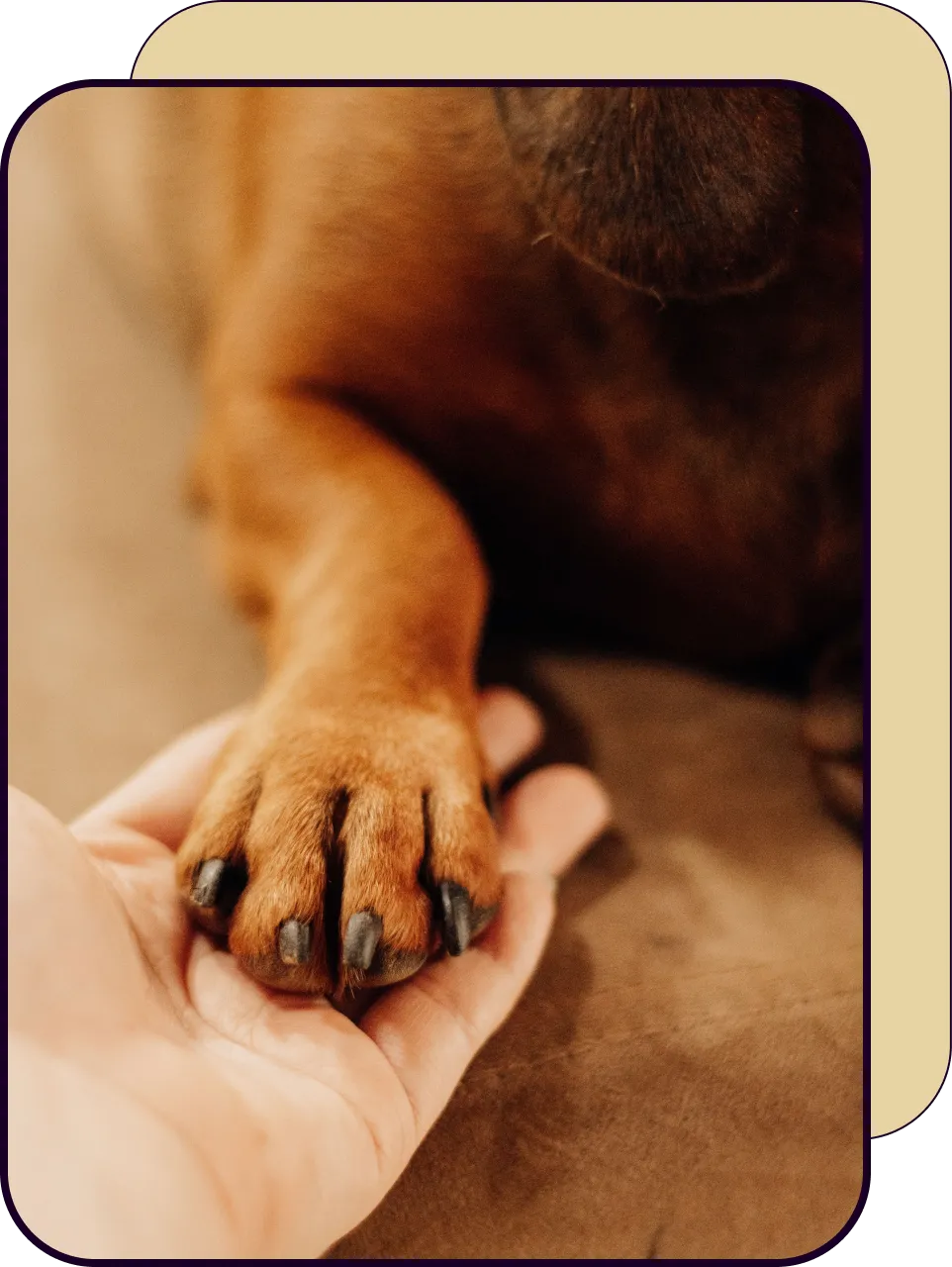 Holding a pet's paw